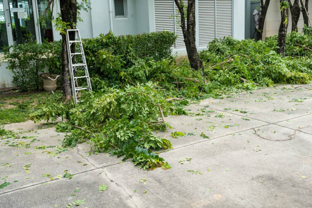 How Our Tree Care Process Works  in  Savannah, TX